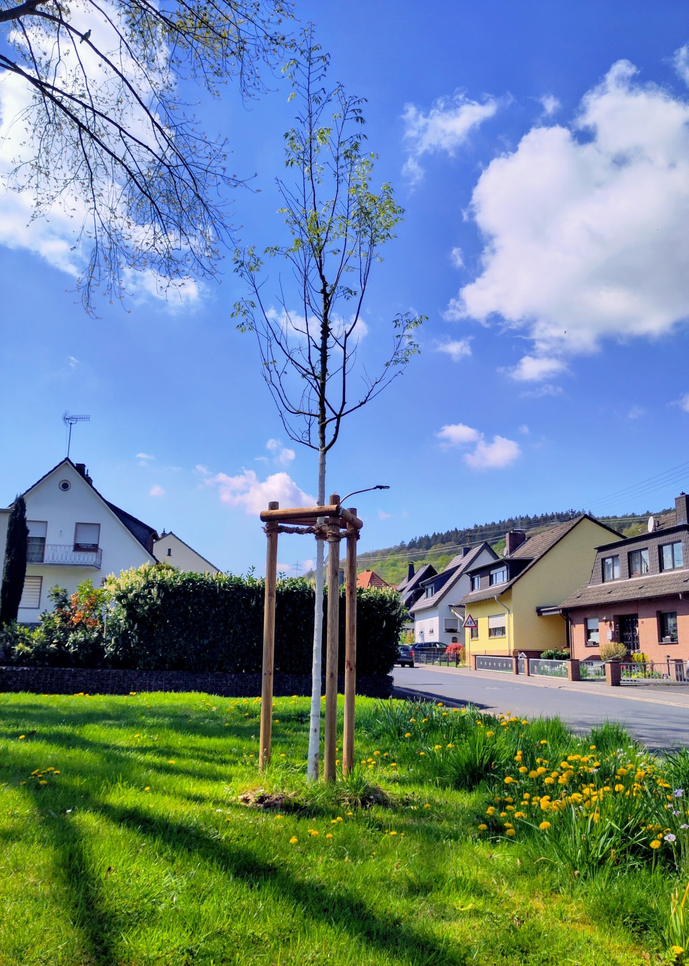 Das Foto zeigt einen Baum, für den ein Baumpate gesucht wird.
