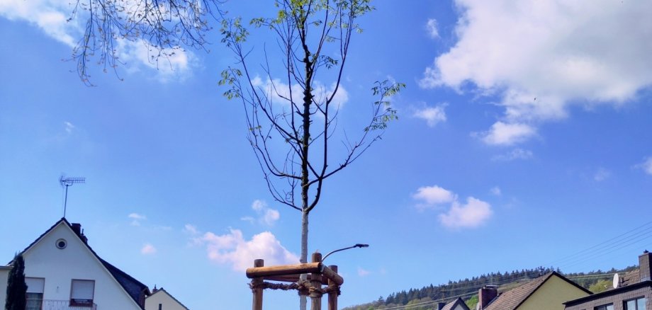 Das Foto zeigt einen Baum, für den ein Baumpate gesucht wird.