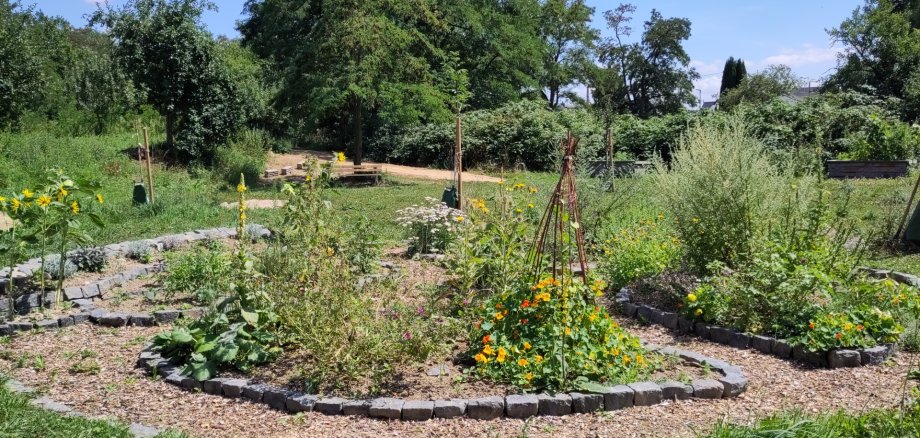Das Foto zeigt den Kräutergarten im Gemeinschaftsgarten der Stadt Sinzig