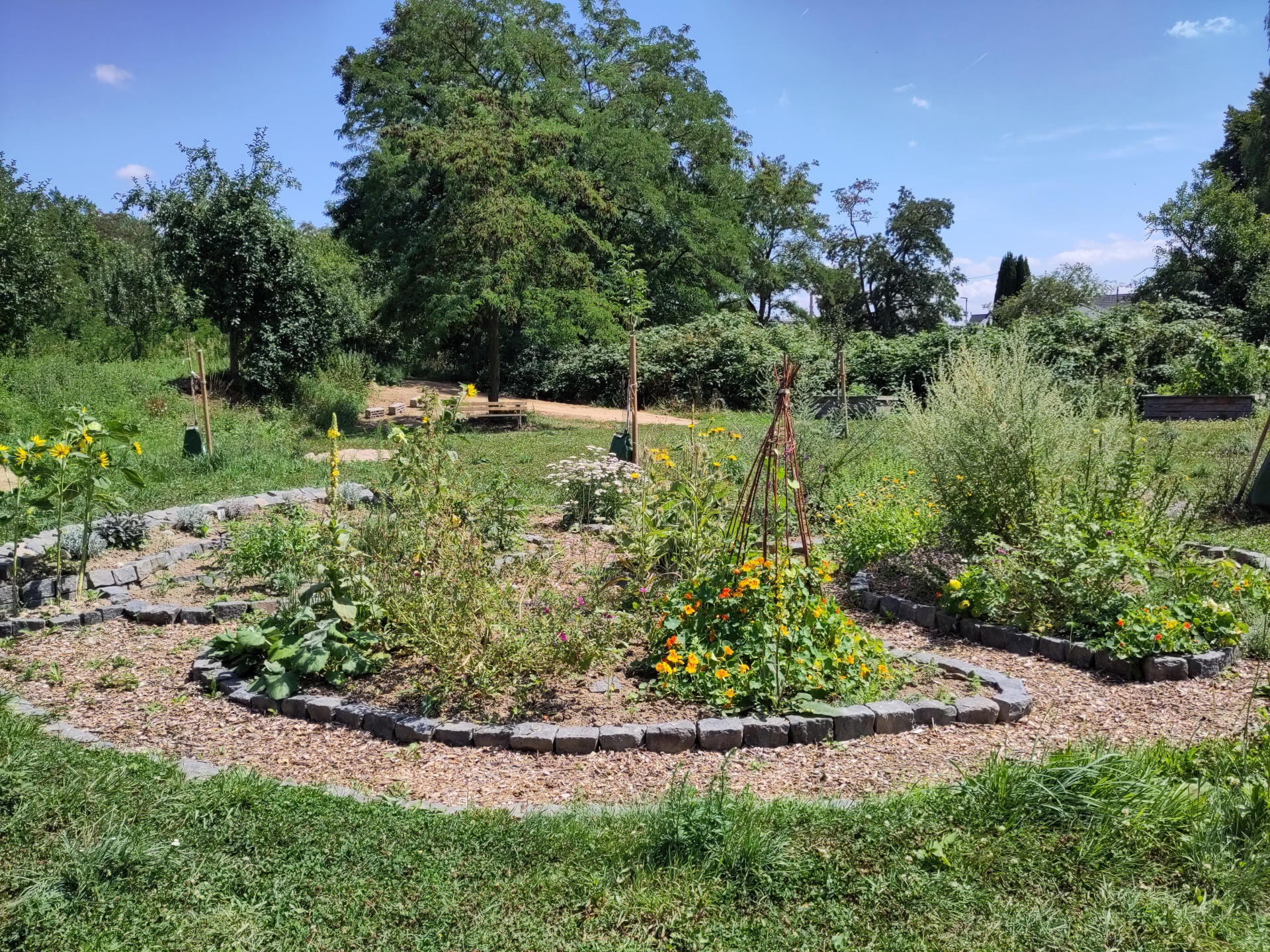 Das Foto zeigt den Kräutergarten im Gemeinschaftsgarten der Stadt Sinzig