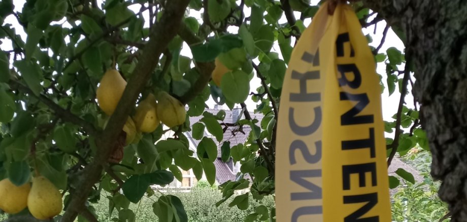 Aktion „Gelbes Band“ Das Foto zeigt einen mit einem gelben Band markierten Obstbaum.