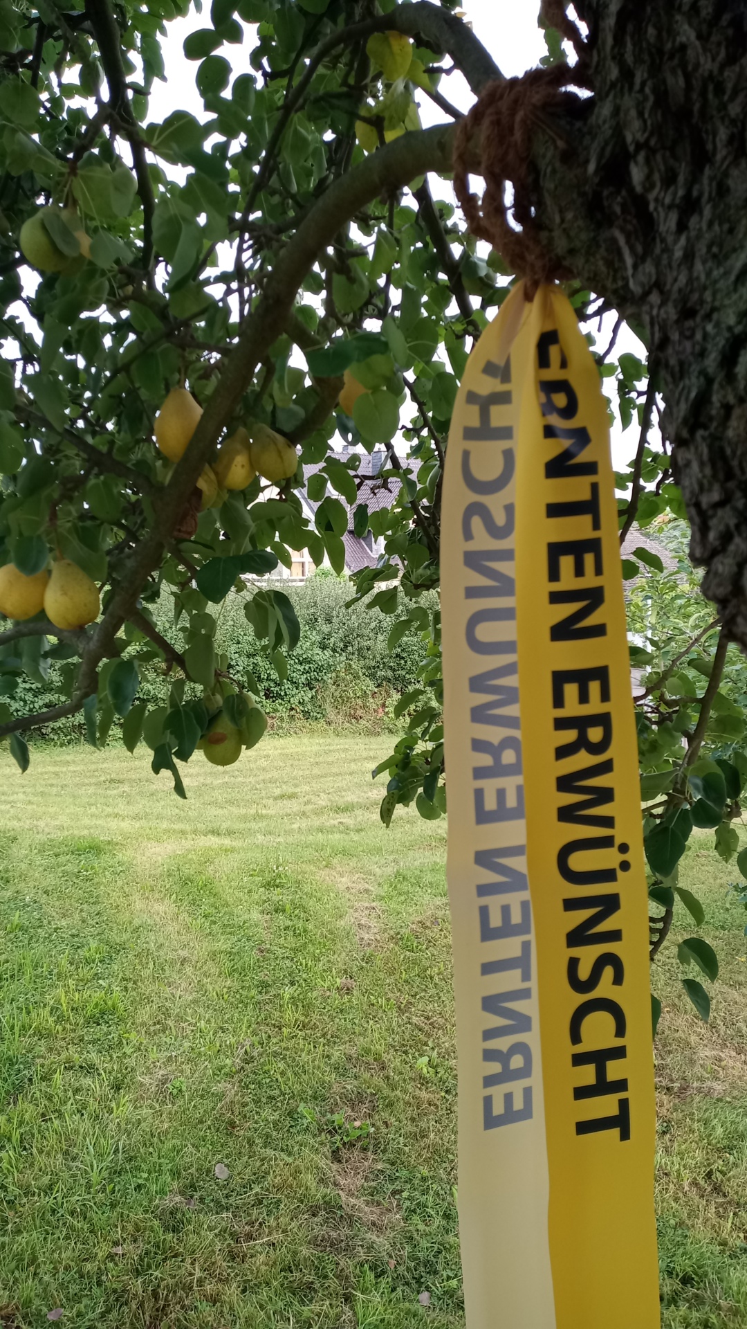 Das Foto zeigt einen mit einem gelben Band markierten Obstbaum.