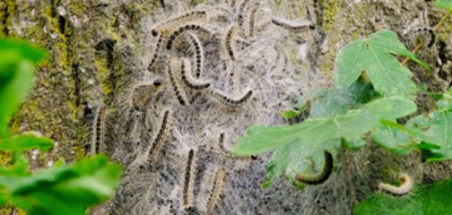 Vorsicht vor Eichenprozessionsspinner Auf dem Bild sieht man das Nest der Eichenprozessionsspinner.