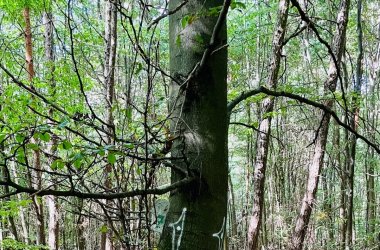Das Foto zeigt einen Habitatbaum im Sinziger Stadtwald.