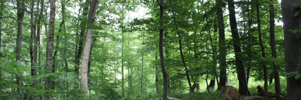 Urwaldrefugium Sinzig Ein Foto aus dem Urwaldrefugium Sinzig