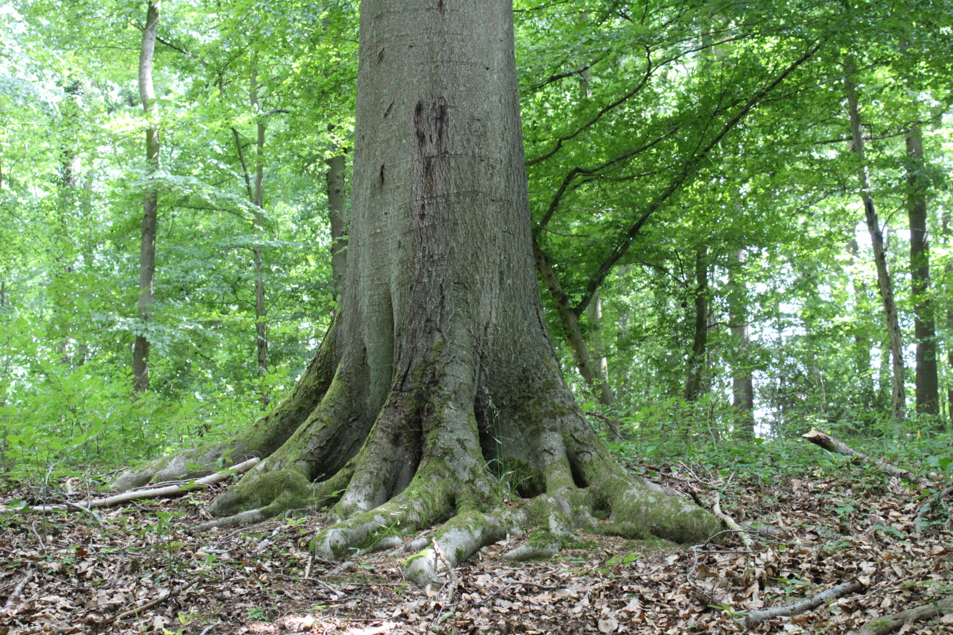 Das Foto zeigt einen großen, alten Baum im Urwaldrefugium Sinzig.