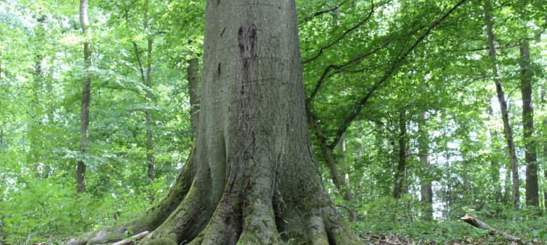 Das Foto zeigt einen großen, alten Baum im Urwaldrefugium Sinzig.