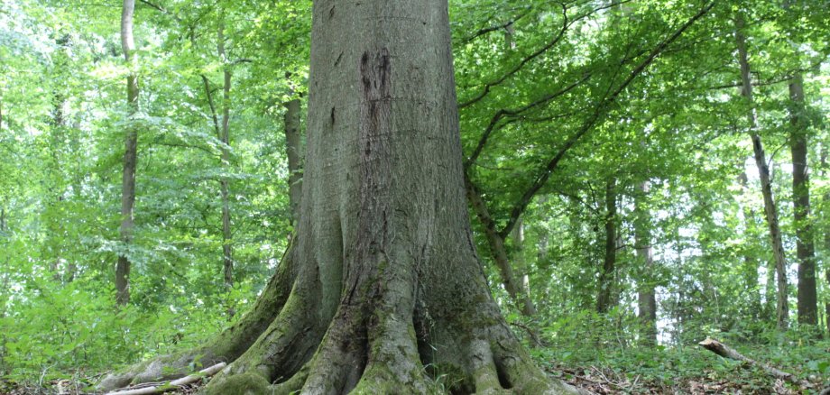 Urwaldrefugium Sinzig Das Foto zeigt einen großen, alten Baum im Urwaldrefugium Sinzig.