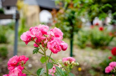 Dieses Bild zeigt eine Rose im Rosendorf Löhndorf