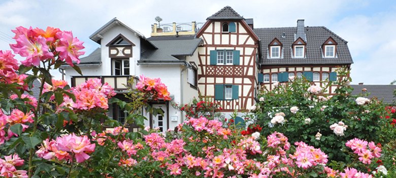Das Foto zeigt die Rosenblüte in Löhndorf.