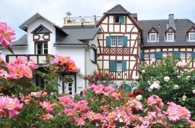 Das Foto zeigt die Rosenblüte in Löhndorf.