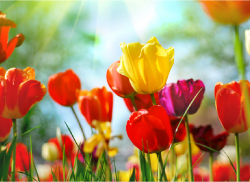 Willkommen zum Frühlingserwachen in Sinzig